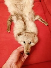 Volpe Intera Scaldacollo