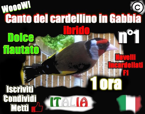 Canto del cardellino ibrido - cardellino, in