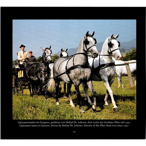 Lipizzaner mares - mares, in