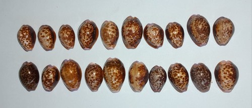 Lotto cypraea erosaria - lotto, 20
