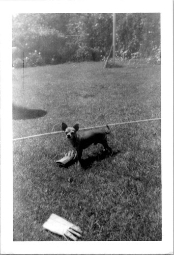 Carino piccolo cane chihuahua
