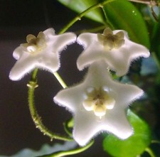 Hoya stoneana - Pianta di cera | Fiore di porcellana