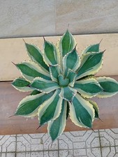 Agave Kissho Kan Variegata 30cm