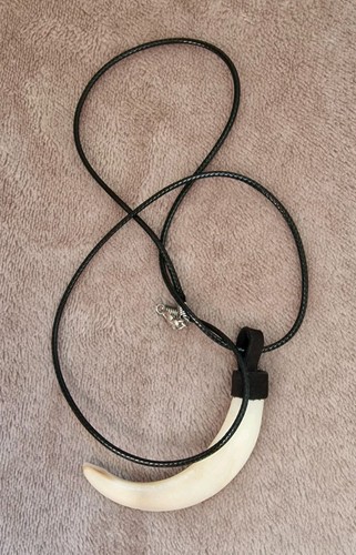 Autentico dente cinghiale - dente,