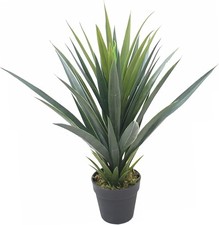 Pianta Succulenta Stile Yucca