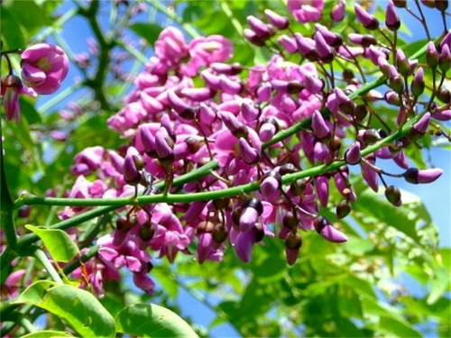 Millettia pinnata