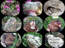 OFFERTA DI AGOSTO!! Uova