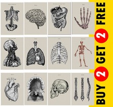 Opera d'arte anatomia umana |