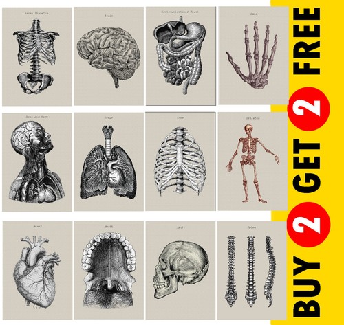 Human anatomy artwork - human,