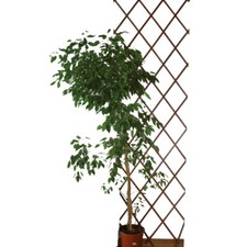 TRALICCIO ESTENSIBILE KALLISTA