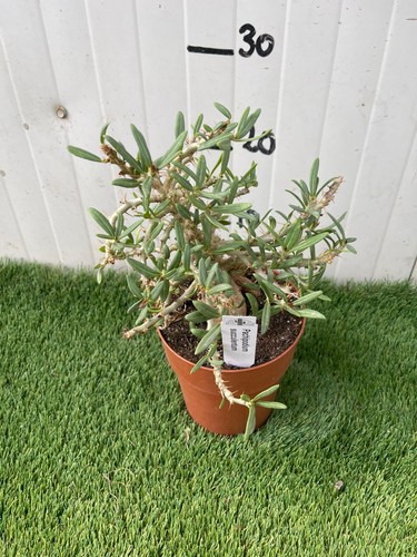 Pianta grassa pachypodium - pianta,