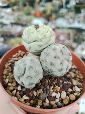 Tephrocactus geometricus 4
