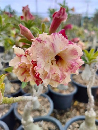 Adenium obesum desert rose - obesum,