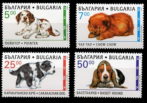 Pointer chow basset hound - pointer,