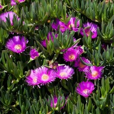 Carpobrotus Fico degli
