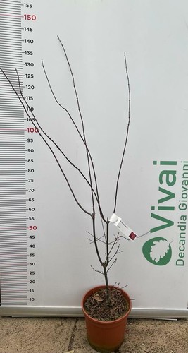 Pianta acer palmatum blood - pianta,