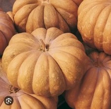 20 SEMI DI ZUCCA MOSQUEE