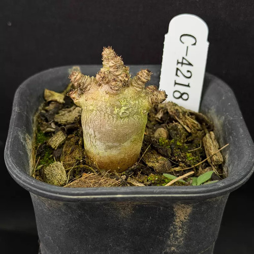 1 pezzo cactus vivo - 1,5-2, cm