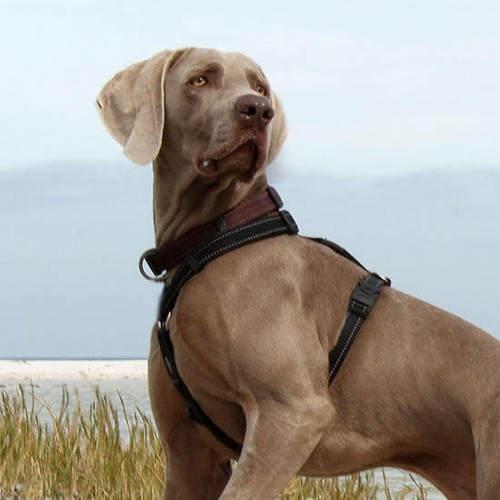 Rogz imbracatura per - rogz, cani