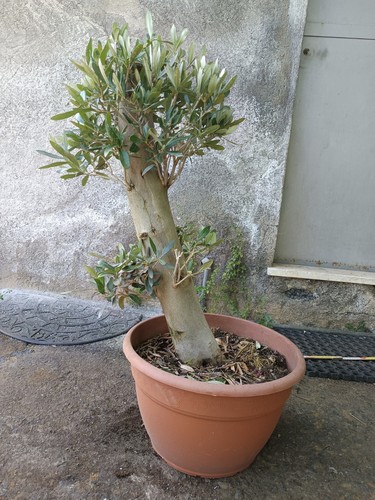Ulivo bonsai vaso olivo - bonsai, 35