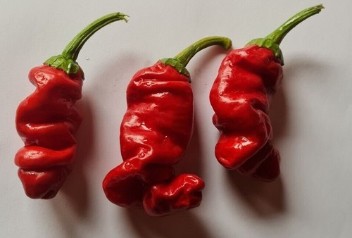 Semi peperoncino peter - peperoncino,