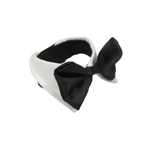 Papillon per cani tutte le - per, di
