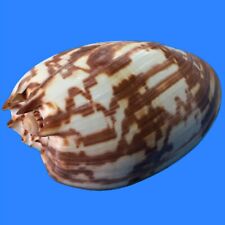 Volutidae, Melo amphora, Timor Sea, 140 mm, SELECTED, VERY NICE PATTERN