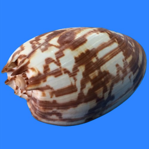 Volutidae melo amphora - volutidae,,