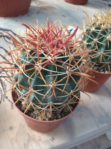 🌵Ferocactus chrysacanthus