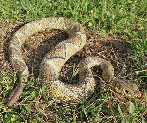 Replica serpente sonagli - replica,
