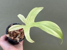 Philodendron Florida Ghost 1 foglio propaggine