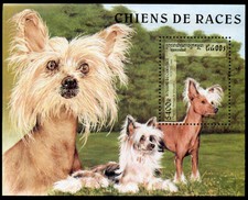 CHINESE CRESTED POWDER PUFF