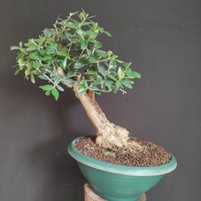 PRE BONSAI DI ULIVO DA FRUTTO