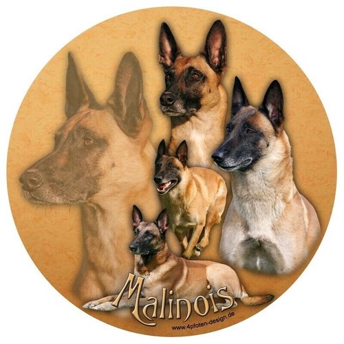 Malinois belga pastore - belga.,