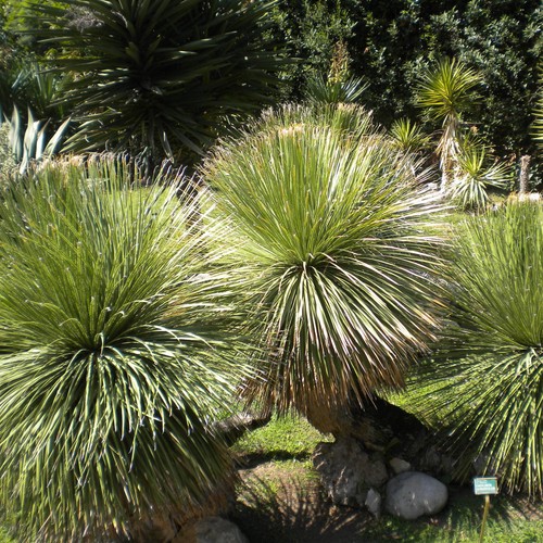 Dasylirion serratifolium - ,