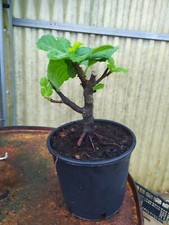 Ficus carica pre bonsai - ficus, in