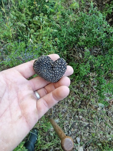 100g tartufo estivo 1 - tartufo, it