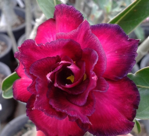 Rosa del deserto adenium - deserto,