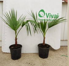 PIANTA DI WASCHINGTONIA ROBUSTA PALMA VASO 19 cm ALTEZZA 50/70 CM (foto reali)