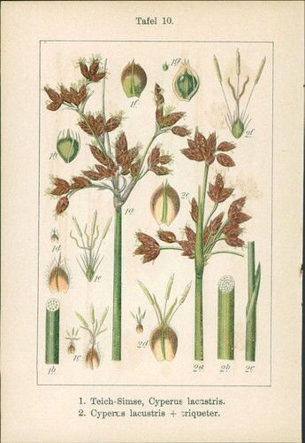 Lithographie lager simse - lithographie:, lager-simse