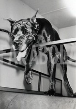 Foto Vintage Animali Domestici Laboratori Veterinari LIBEC stampa 18x24 cm