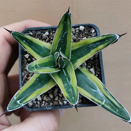 Agave victoriae reginae - victoriae-reginae, f