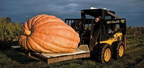 Zucca gigante dill s - zucca,