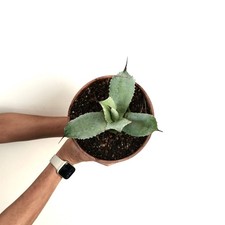 Agave ovatifolia X marmorata -