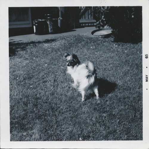 Foto istantanea vintage