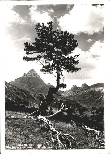Zernez parco nazionale - zernez,