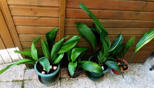 Aspidistra elatior variegata - aspidistra,