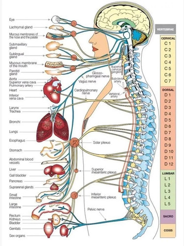Human nervous system - nervous, anatomy