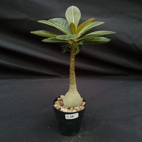 H19 adenium socotranum - h19:,