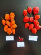 Peperoncini Freschi Congelati